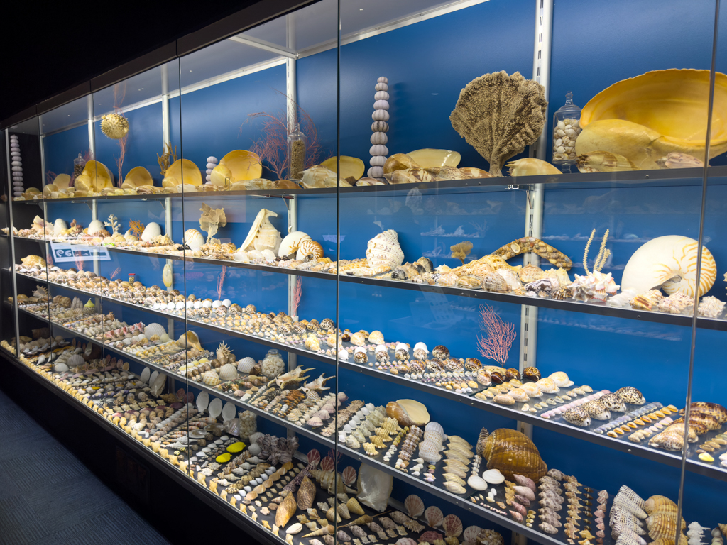 Muschelausstellung in der Whaling Station bei Albany