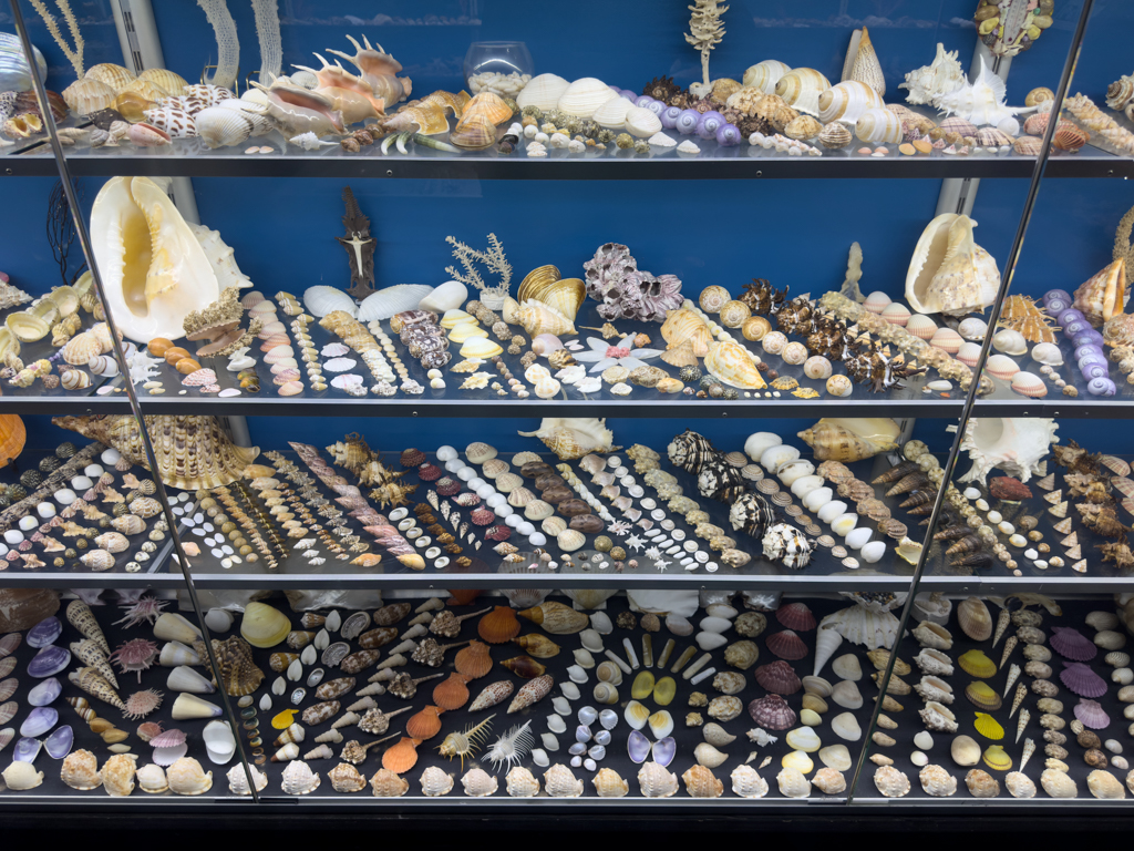Muschelausstellung in der Whaling Station bei Albany