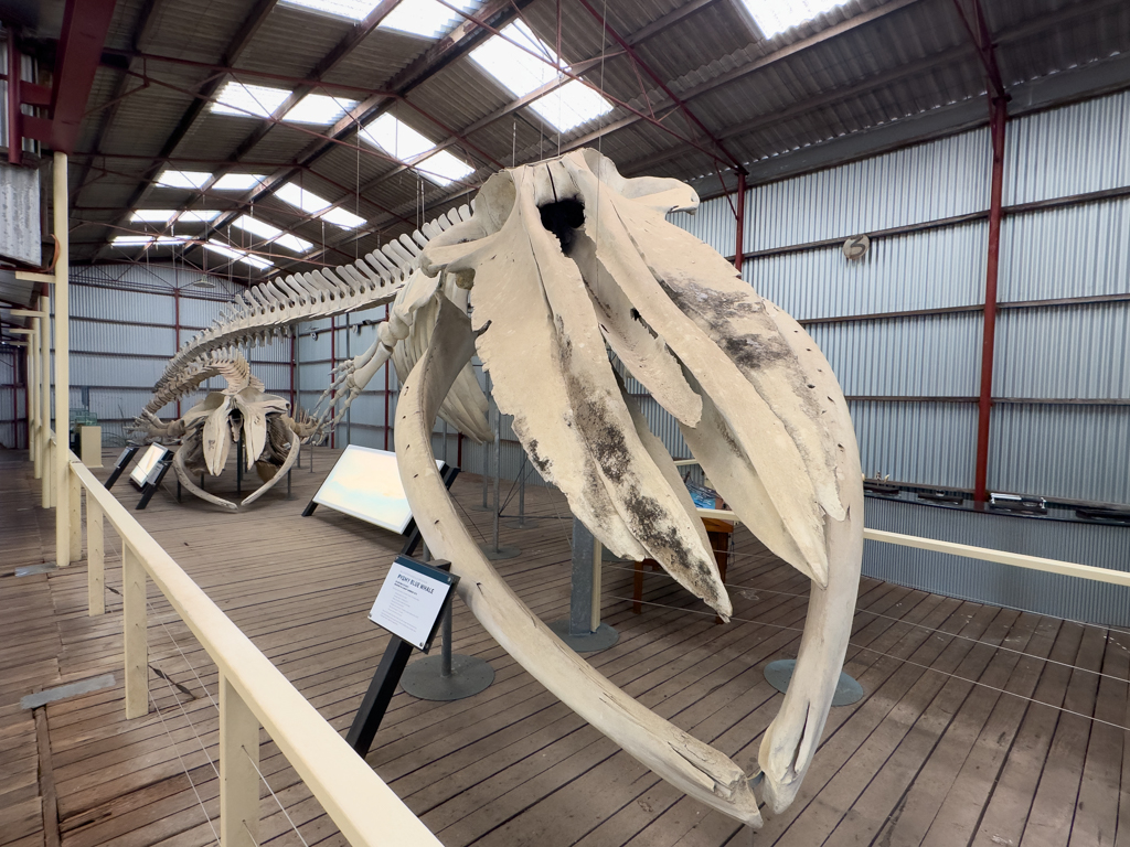Skelett eines kleinen Blauwals in der Whaling Station zu sehen