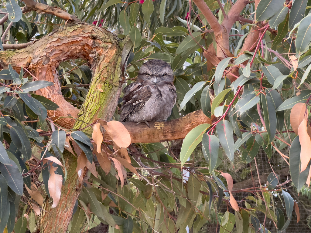 Ein Frogmouth schaut uns mit stechendem Blick an