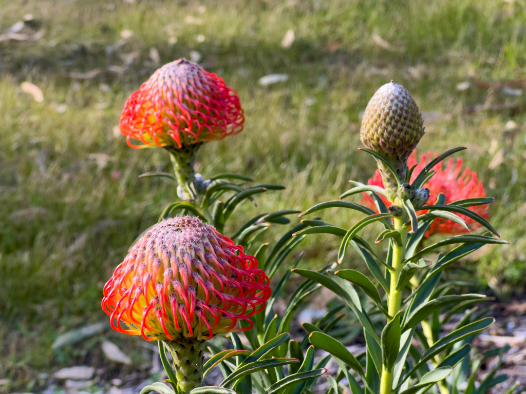Pincushion Protea, Ornamental Pincushion - Leucospermum cordifolium