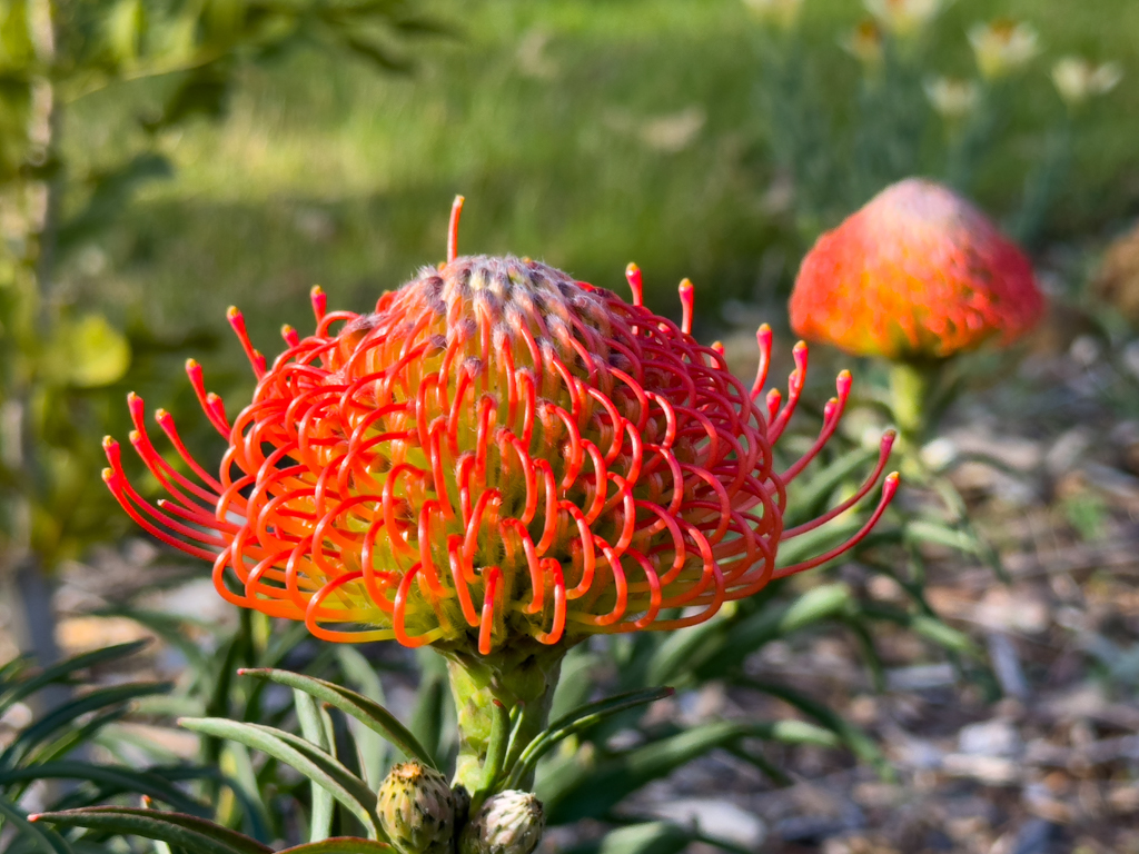 Pincushion Protea, Ornamental Pincushion - Leucospermum cordifolium