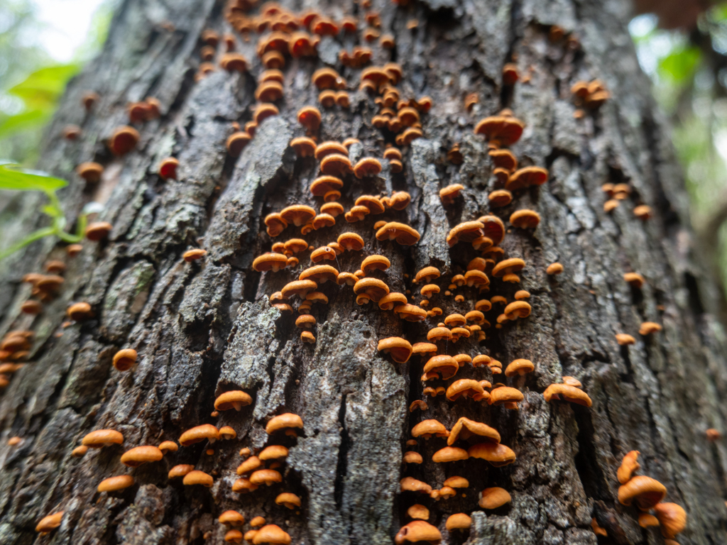 Detailaufnahme der vielen kleinen Pilze auf der Baumrinde des Giganten