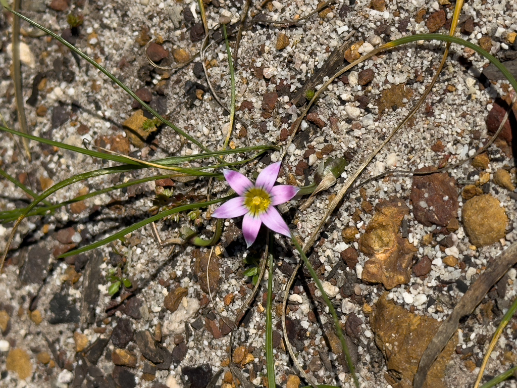 Romulea rosea - Guildford grass, onion grass and rosy sandcrocus bzw. Guildford-Gras, Zwiebelgras und Rosen-Sandkrokus