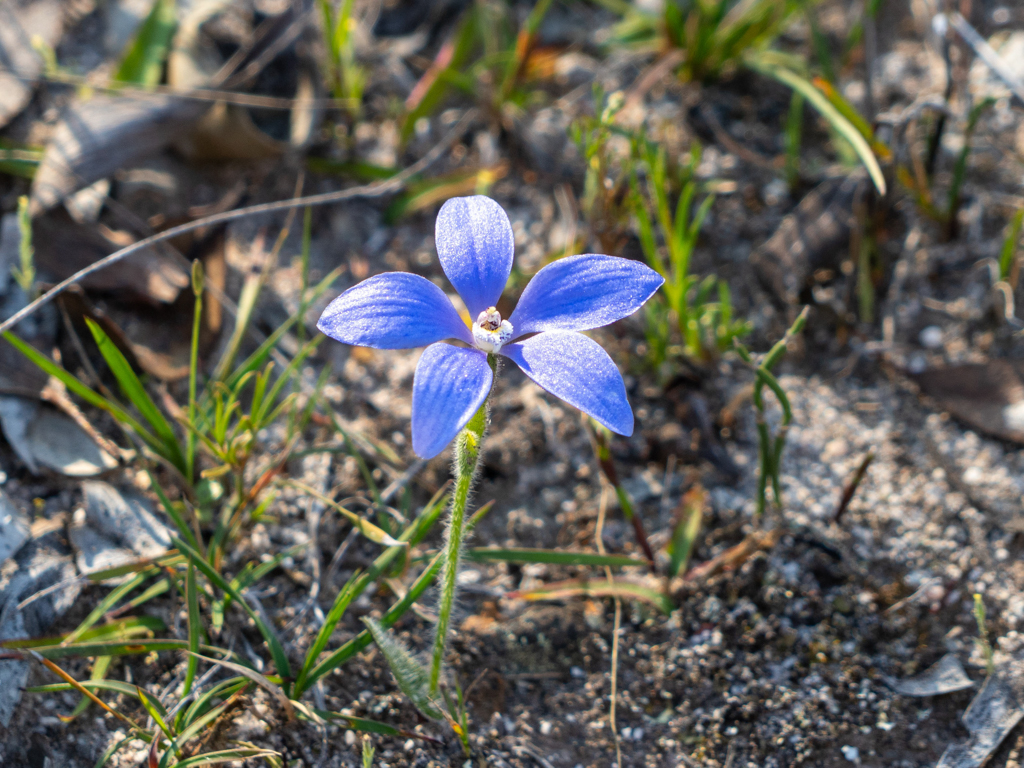 Blaue Porzellanorchidee, Blue China Orchid - Cyanicula gemmata