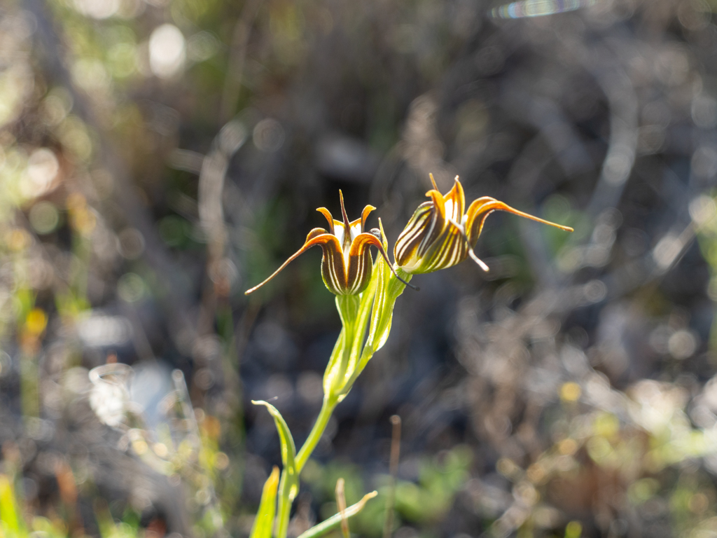 Jug Orchid, Krug-Orchidee, Muschel-Orchidee, Antilopen-Orchidee oder Bullen-Orchidee - Pterostylis recurva