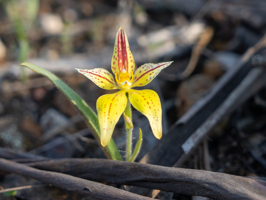 Cowslip orchid, Kuh-Orchidee - Caladenia flava