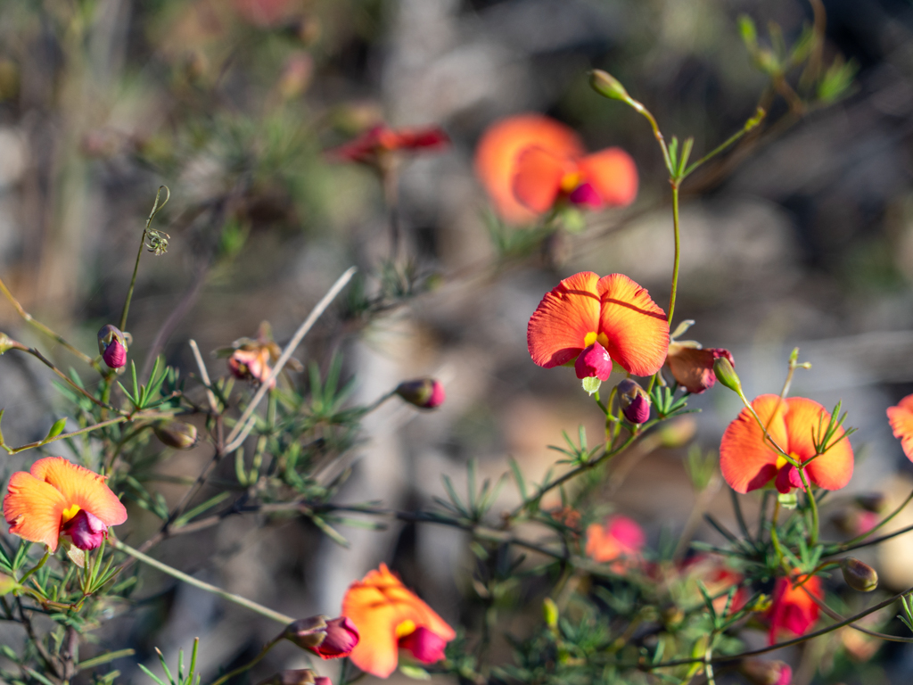 Herzblatt-Flammenerbse, heart-leaf flame pea - Chorizema cordatum
