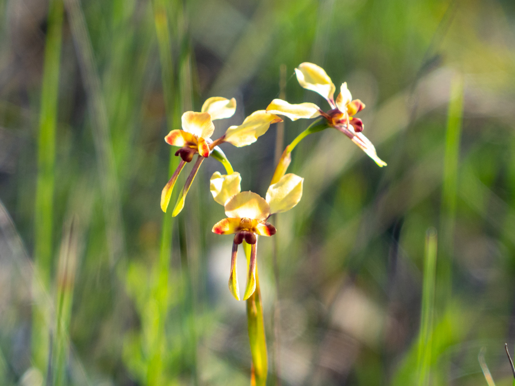Donkey orchids, Esel-Orchideen - Diuris sp.