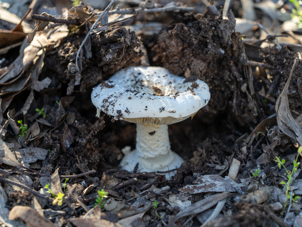 Ein Pilz (Amanita sp. - eine Art Fliegenpilz) kämpft sich durch den Boden