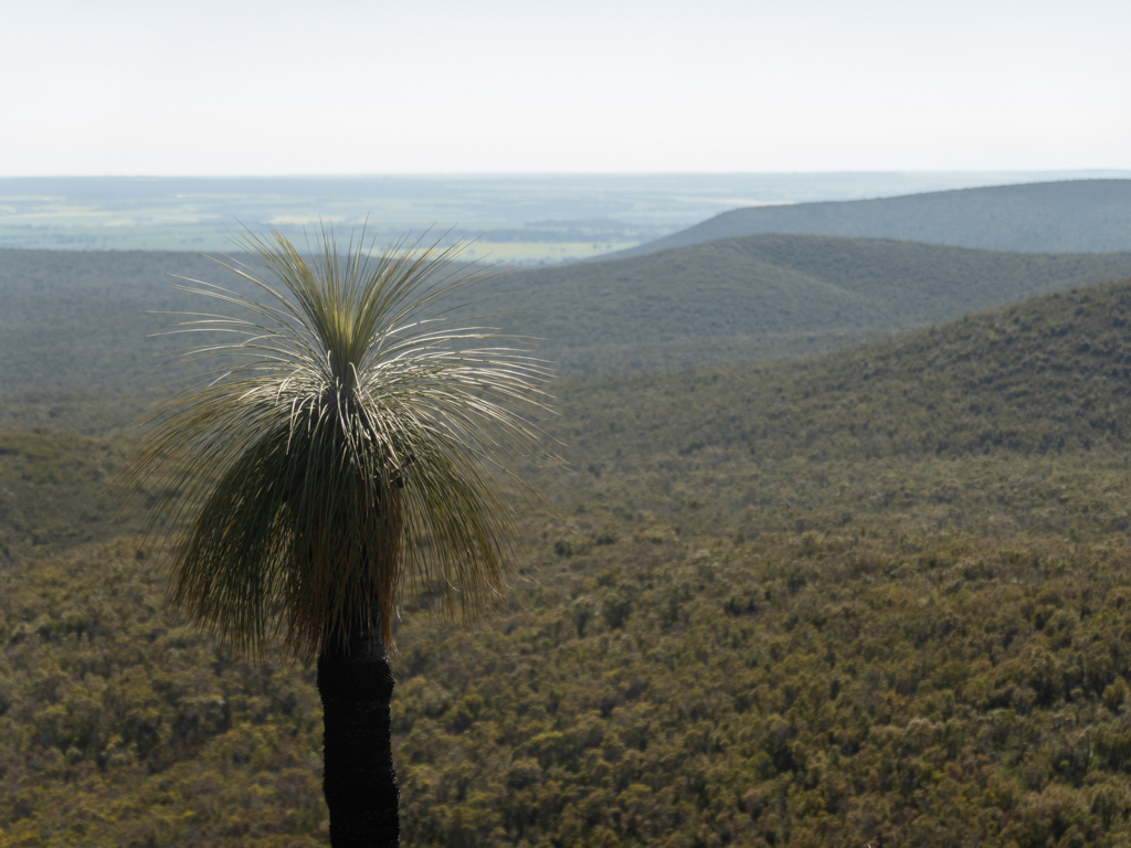 Ein einzelner Grassbaum inmitten der grünen Buschlandschaft