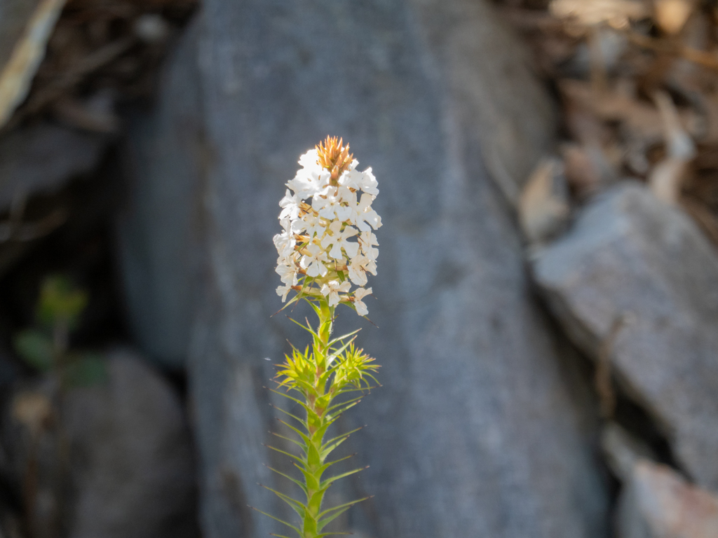 Sphenotoma dracophylloides
