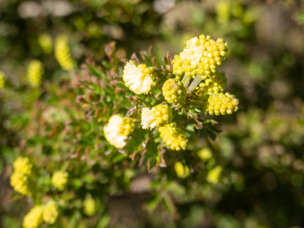 Nahaufnahme: Blüten einer Prickly Moses- Acacia verticillata