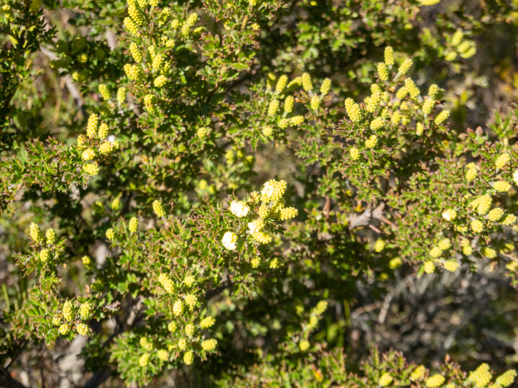 Prickly Moses- Acacia verticillata
