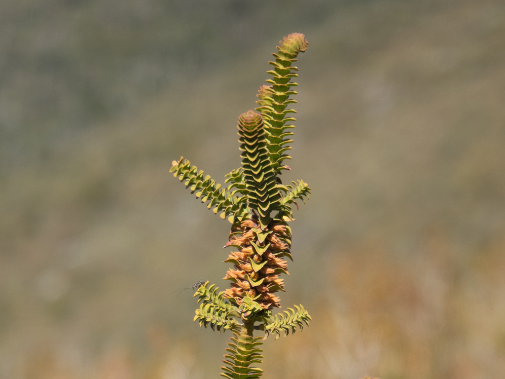 Sand Bottlebrush-Beauforita squarrosa