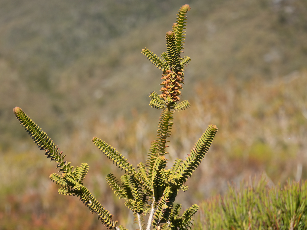 Sand Bottlebrush-Beauforita squarrosa