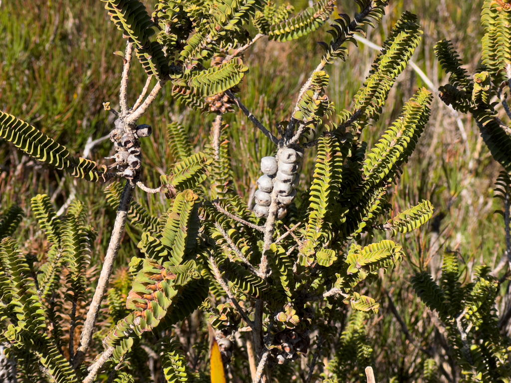Leere Früchte des Sand Bottlebrush-Beauforita squarrosa