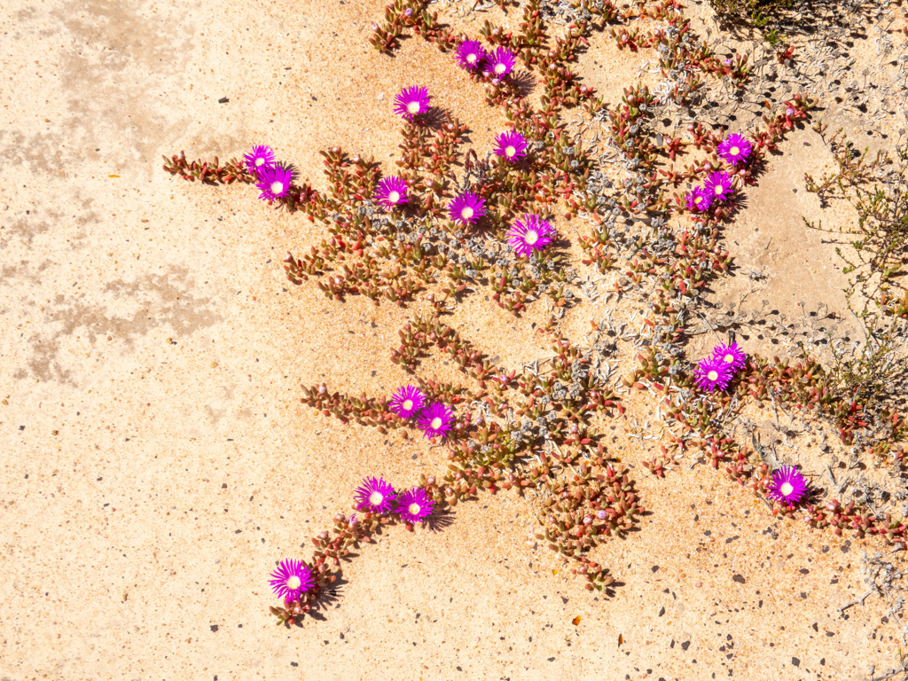 Eine Art der Mittagsblumen - Aizoaceae sp.