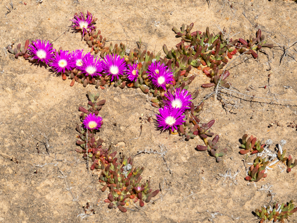 So pink wie der See: Eine Art der Mittagsblumen - Aizoaceae sp.