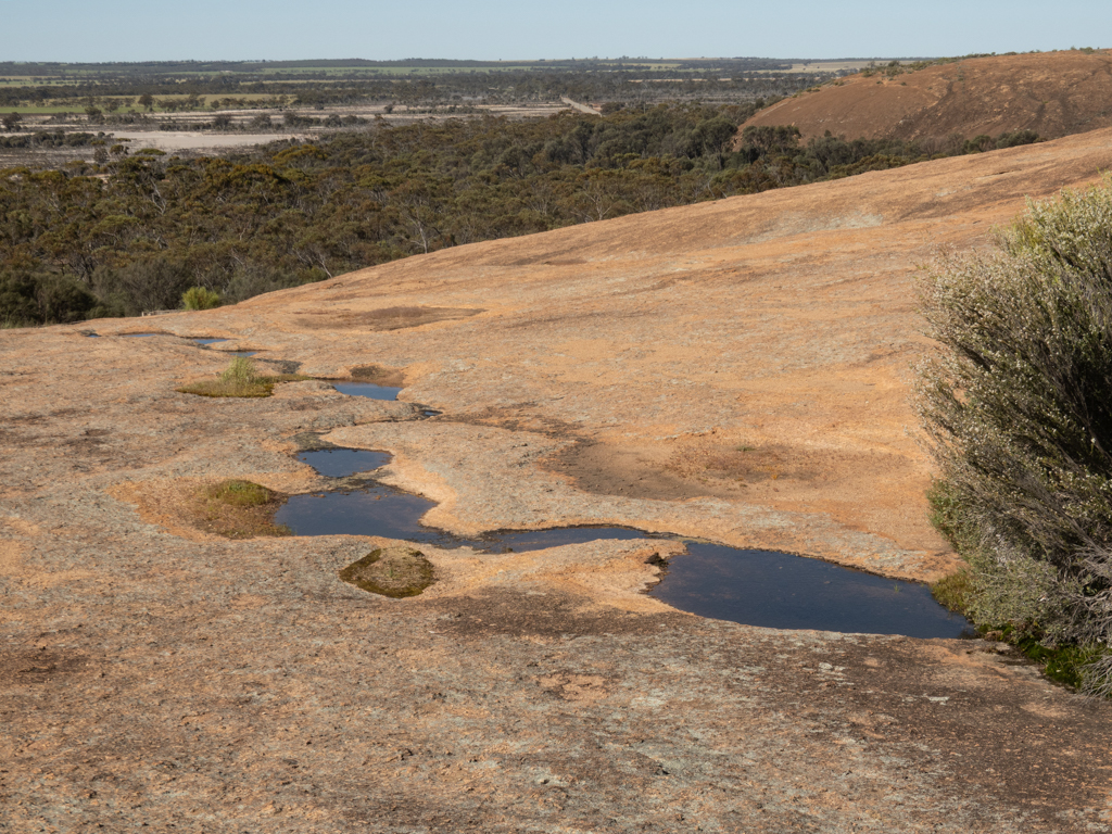 Oben auf dem Wave Rock gibt es immer wieder viele kleine Rock Pools