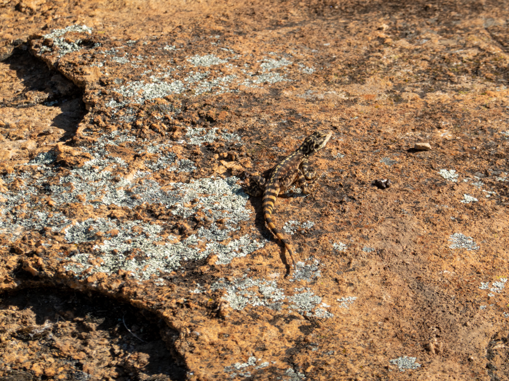 Zierlicher Felsendrache - Ctenophorus ornatus