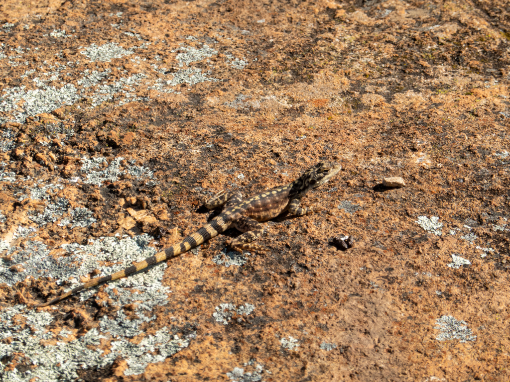 Zierlicher Felsendrache - Ctenophorus ornatus