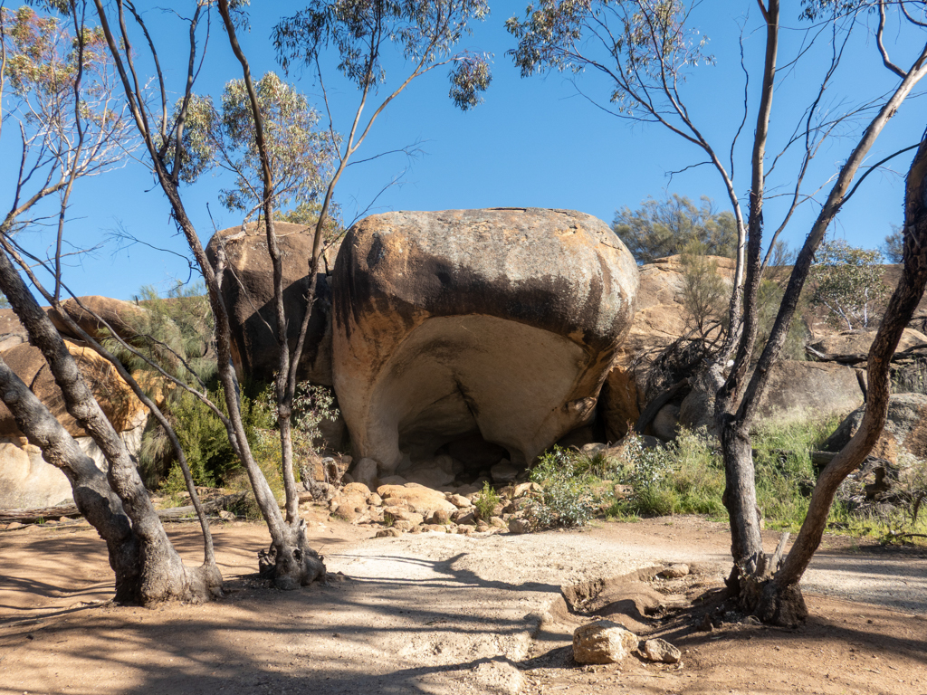 Hippo Jaw - Maul eines Hippos, am Rande des Weges entlang des Wave Rocks