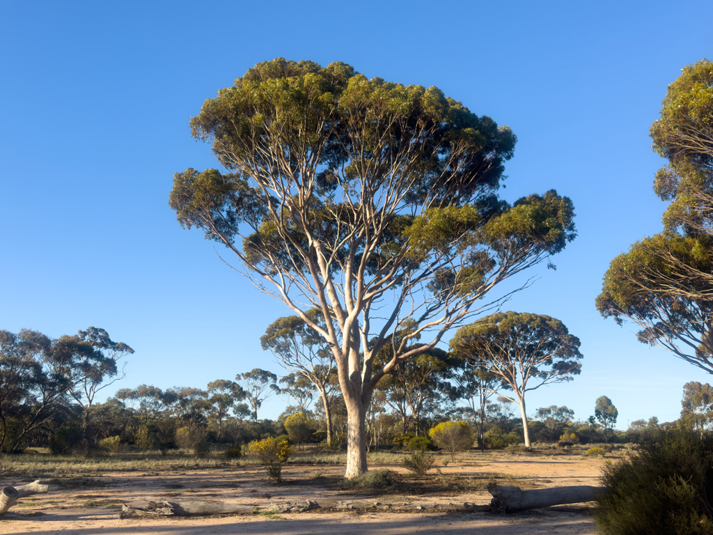 Ein Eukalyptus-Baum mit einer schönen Baumkrone gegenüber unserem Stellplatz