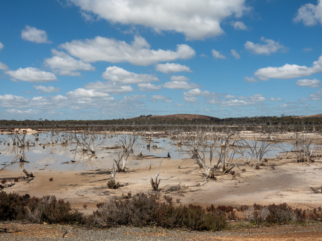 Abgestorbenes Buschwerk in einem der vielen Salzseen um den Wave Rock, im Hintergrund