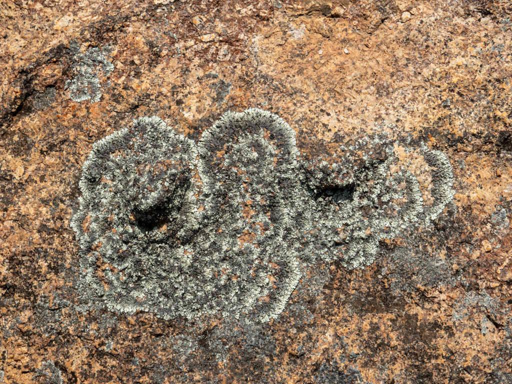 Eine schöne Flechte auf den Granitfelsen des Wave Rocks