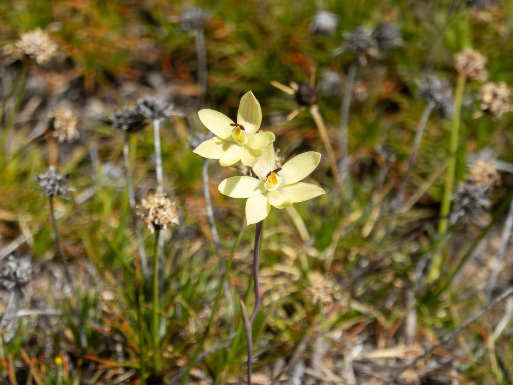 Hasenohr- oder Zitronen-Sonnenorchidee - Thelymitra antennifera