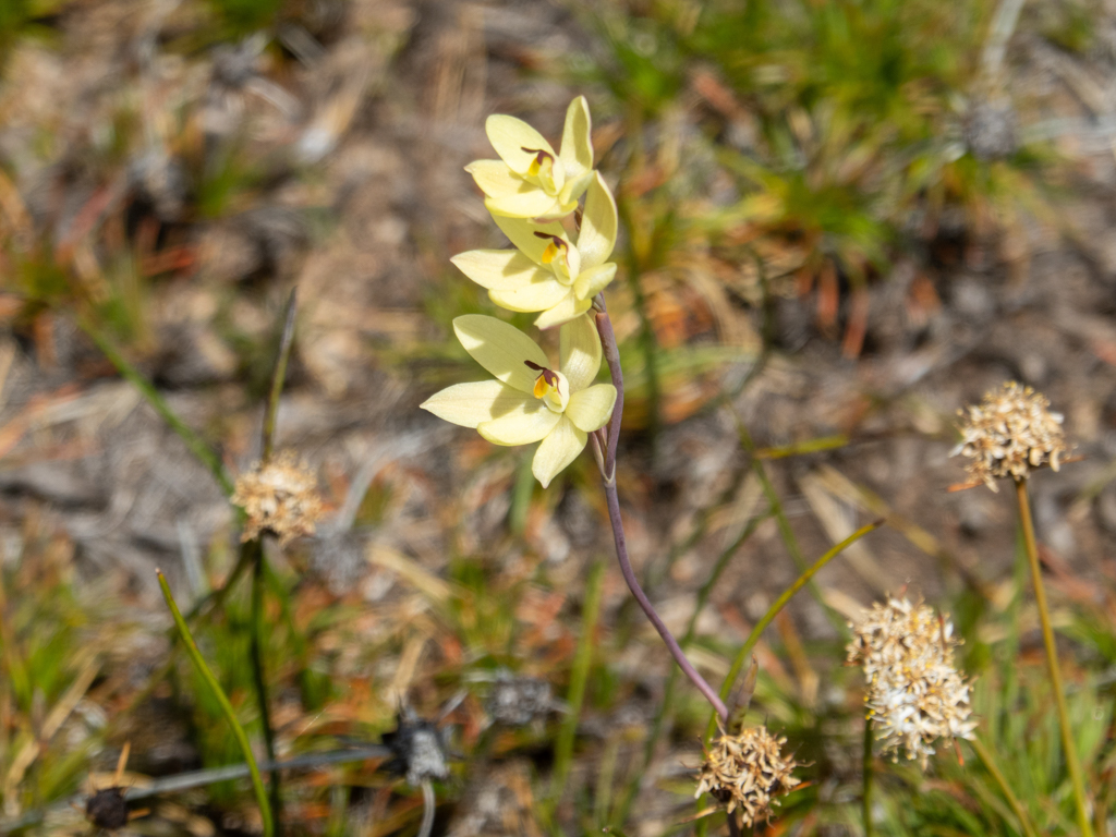 Hasenohr- oder Zitronen-Sonnenorchidee - Thelymitra antennifera