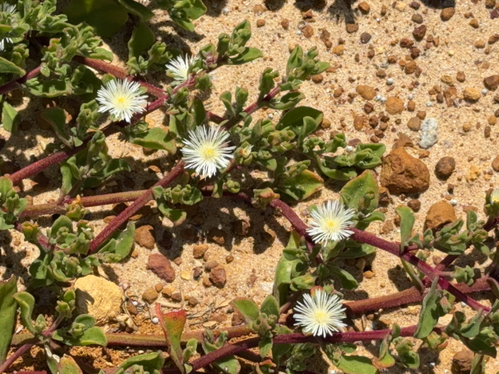 Kleine weiss farbene Mittagsblumen aus der Familie der Aizoaceae