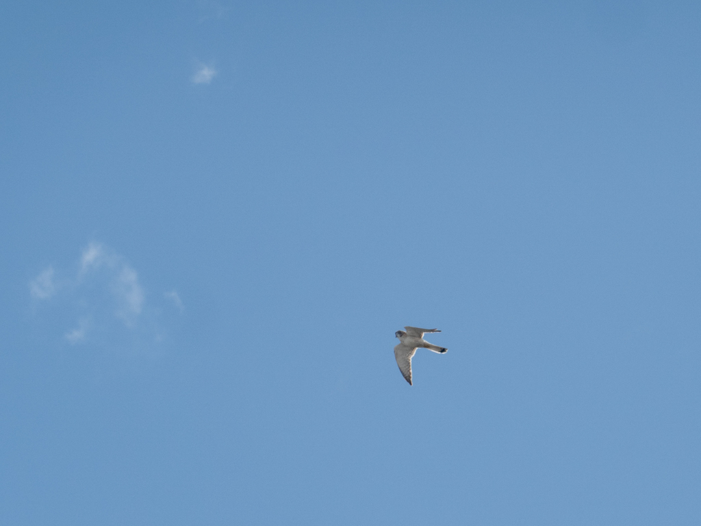 Ein Falke am Himmel ist auf Beutesuche