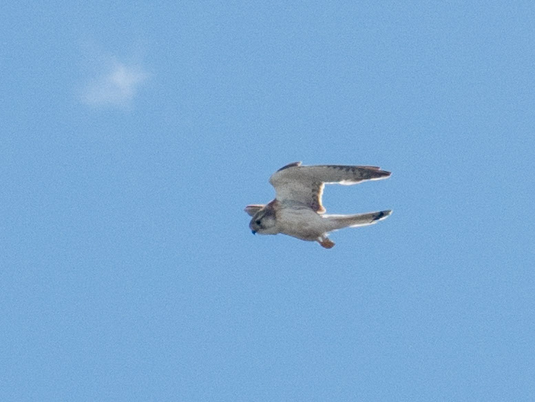 Ein Falke am Himmel ist auf Beutesuche