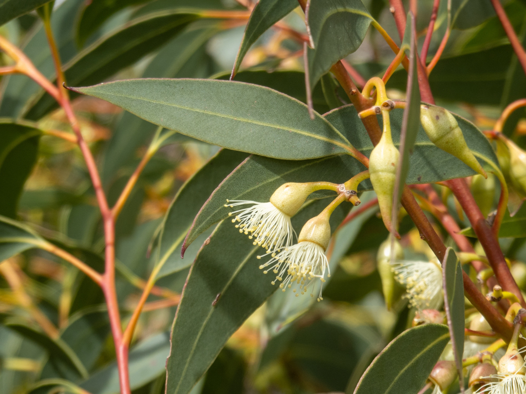 Blüten eines Eukalyptus Baumes