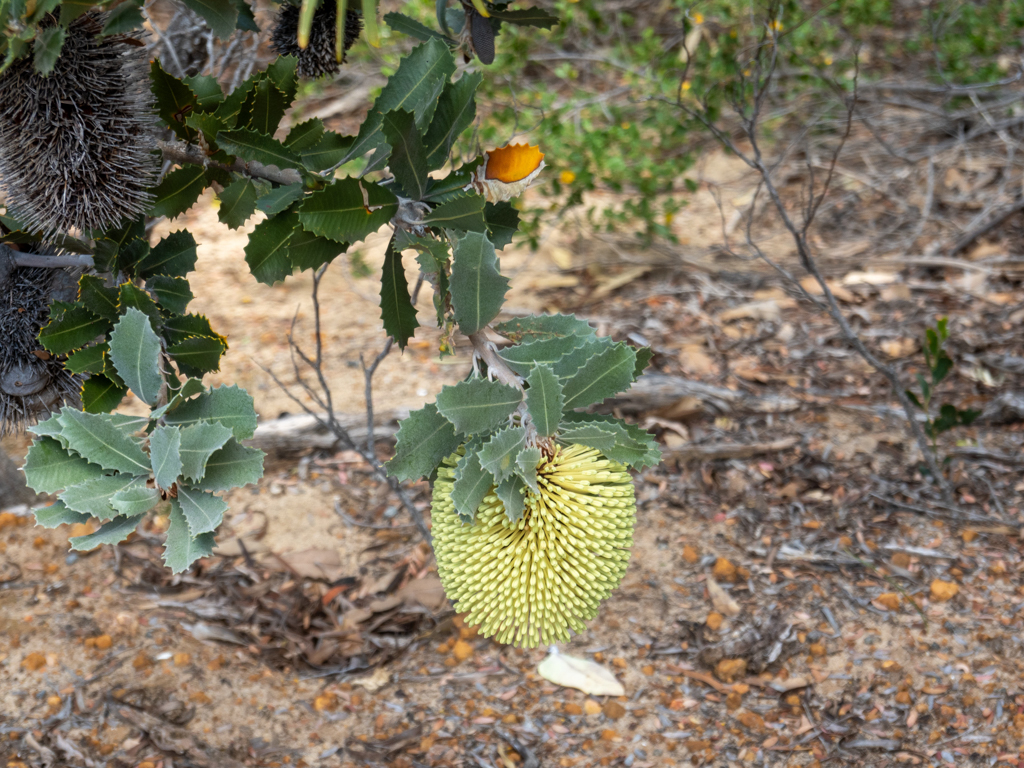 Blüte einer Banksia lemanniana- auch als Gelbe Laternen Banksia bekannt