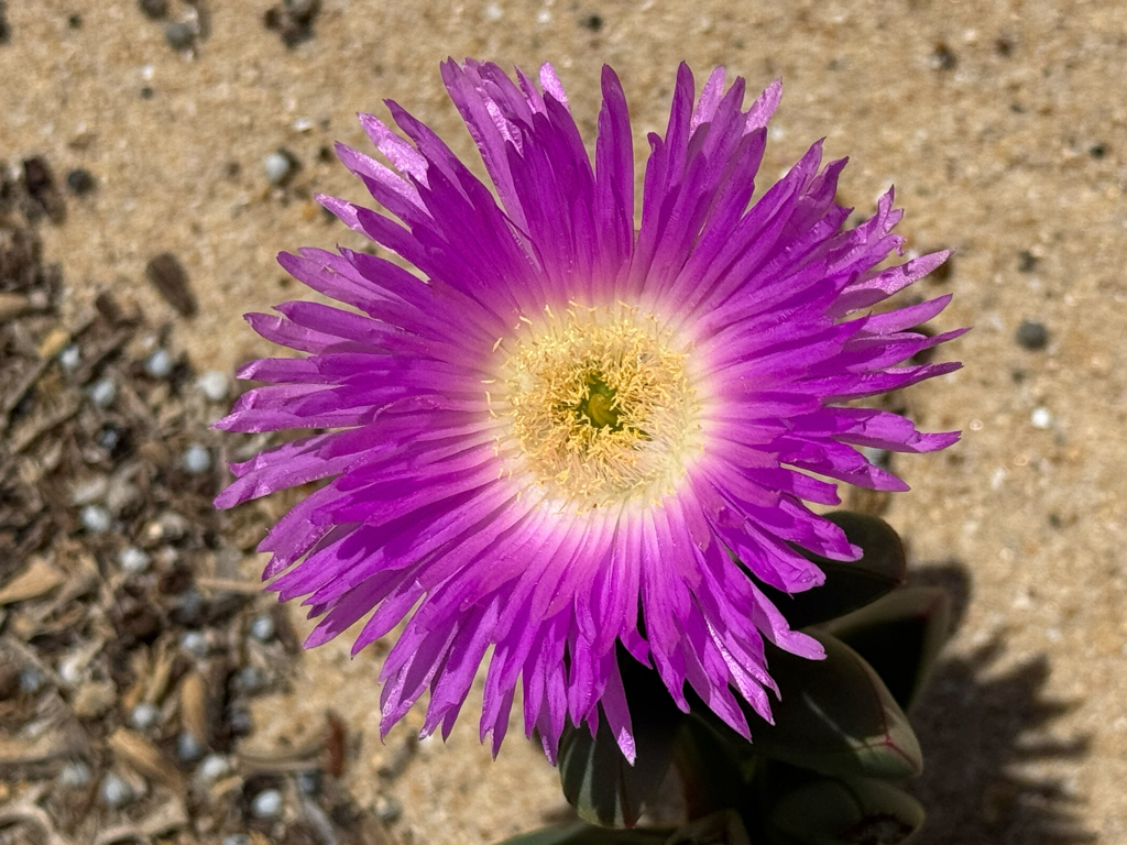 Eine pink farbene Mittagsblume aus der Familie der Aizoaceae