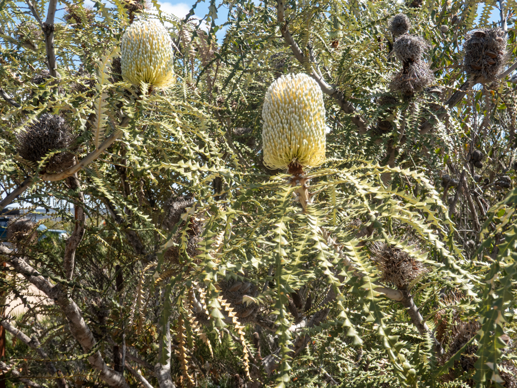 Blüten der Pracht Banksia- Banksia speciosa