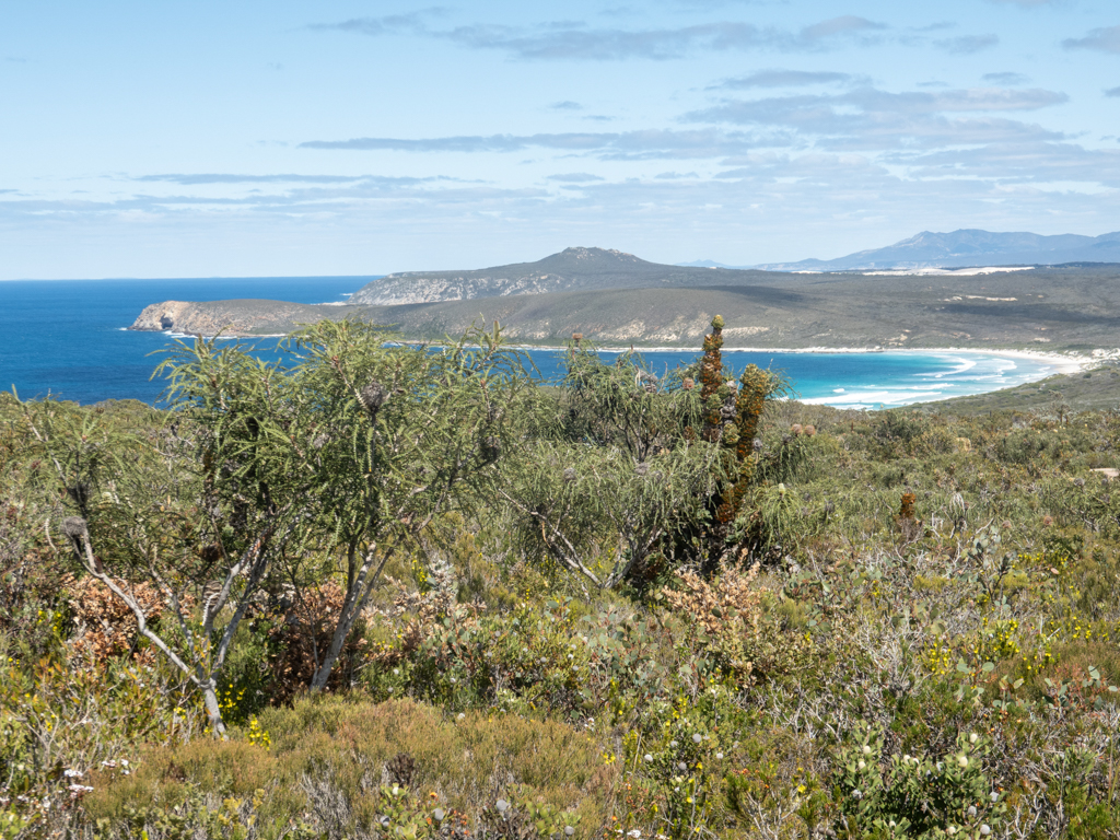 Pracht Banksia- Banksia speciosa und dahinter die Four Mile Beach