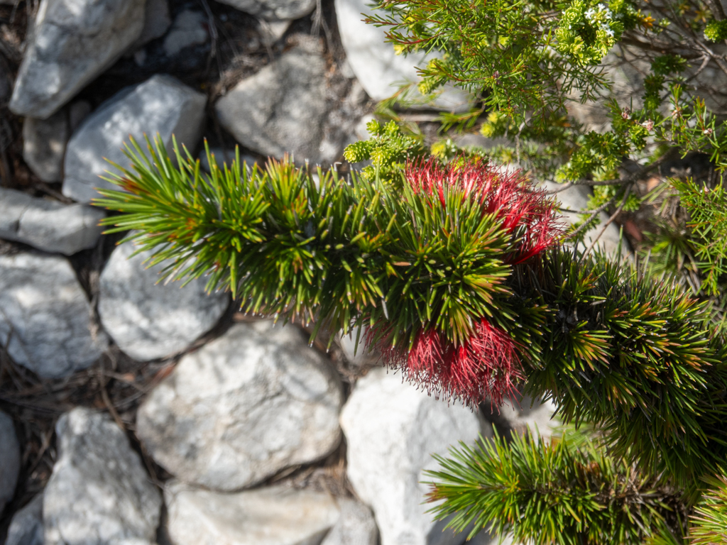 Ob dies eine der endemischen Barrens Krallenblumen ist? Calothamnus validus (Barrens clawflower) oder doch Calothamnus pinifolius (dichte Krallenblume)