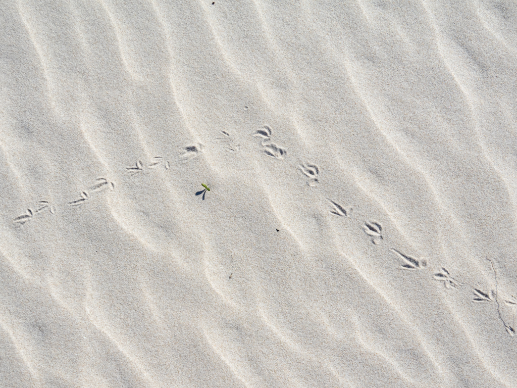 Vogelspuren im weissen Sand der Mylies Beach