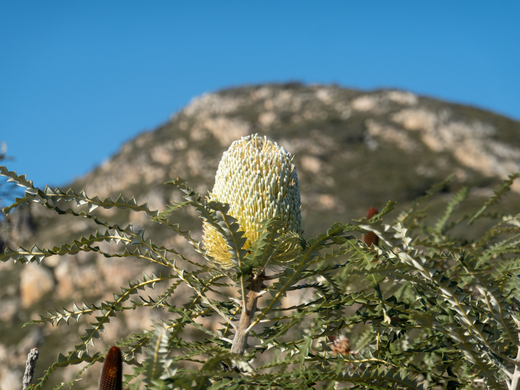 Blüte der Pracht Banksia- Banksia speciosa