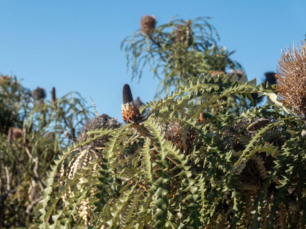 Schon teilweise verblühte Pracht Banksia- Banksia speciosa