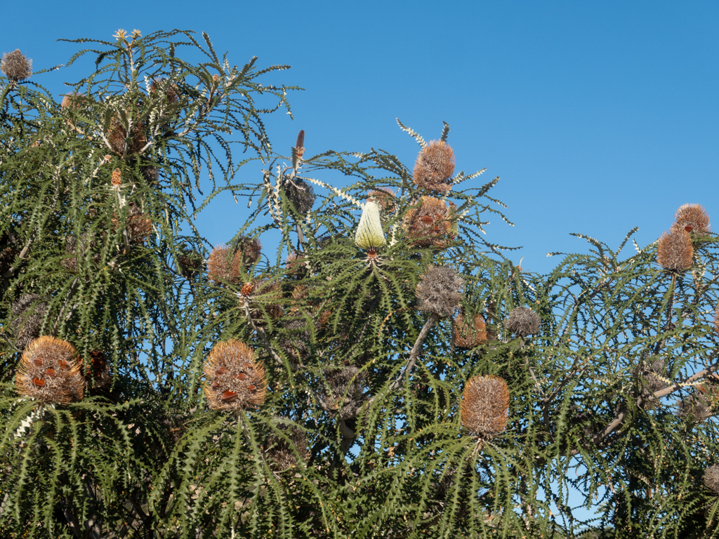 Auch hier sind blühende Pracht Banksia- Banksia speciosa zum sehen