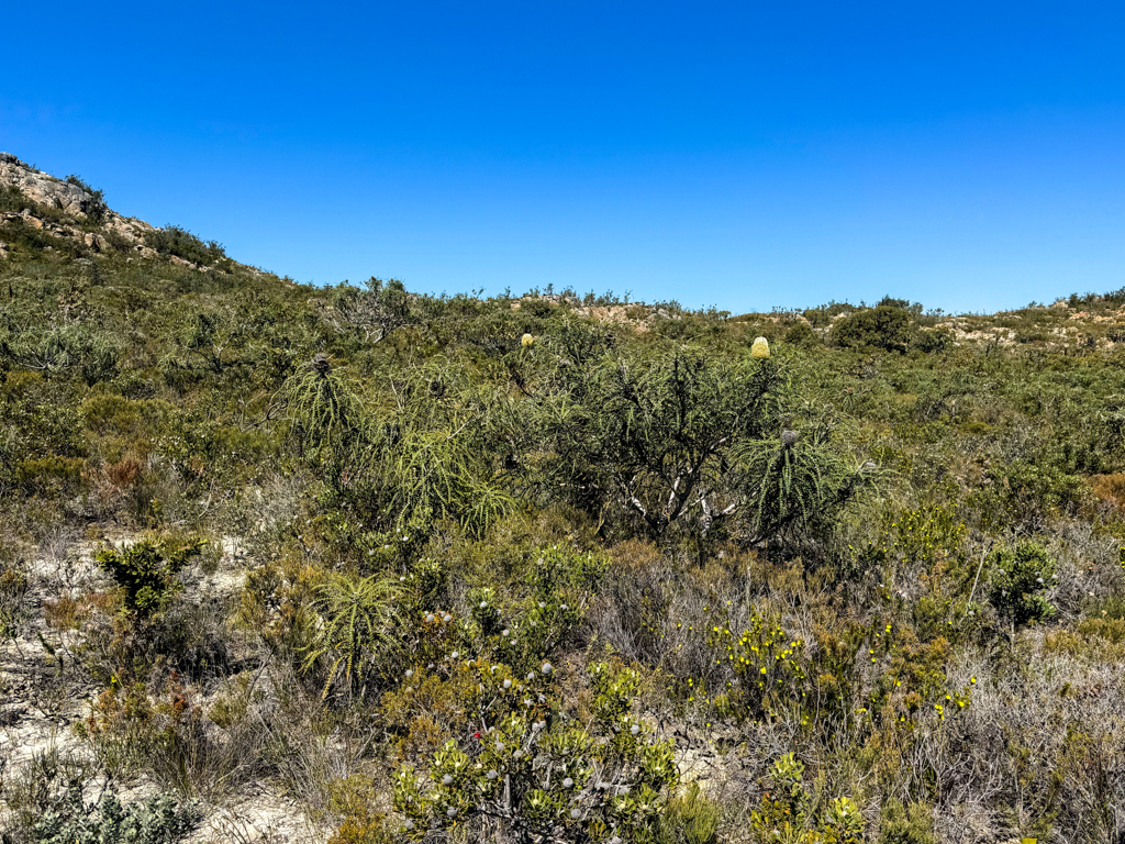 Auch hier sind blühende Pracht Banksia- Banksia speciosa zum sehen