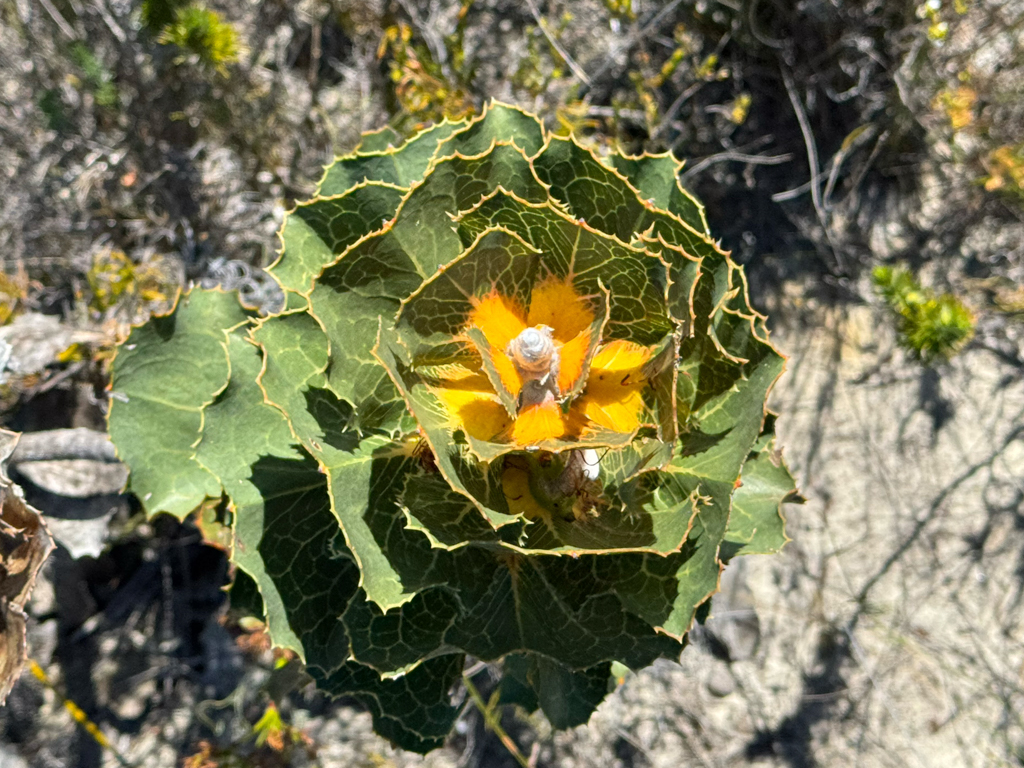 Blühende Royal Hakea- Banksia sessilis