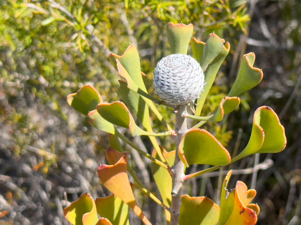 Samenkopf des Trommelstock Busches der zur Familie Proteaceae gehört