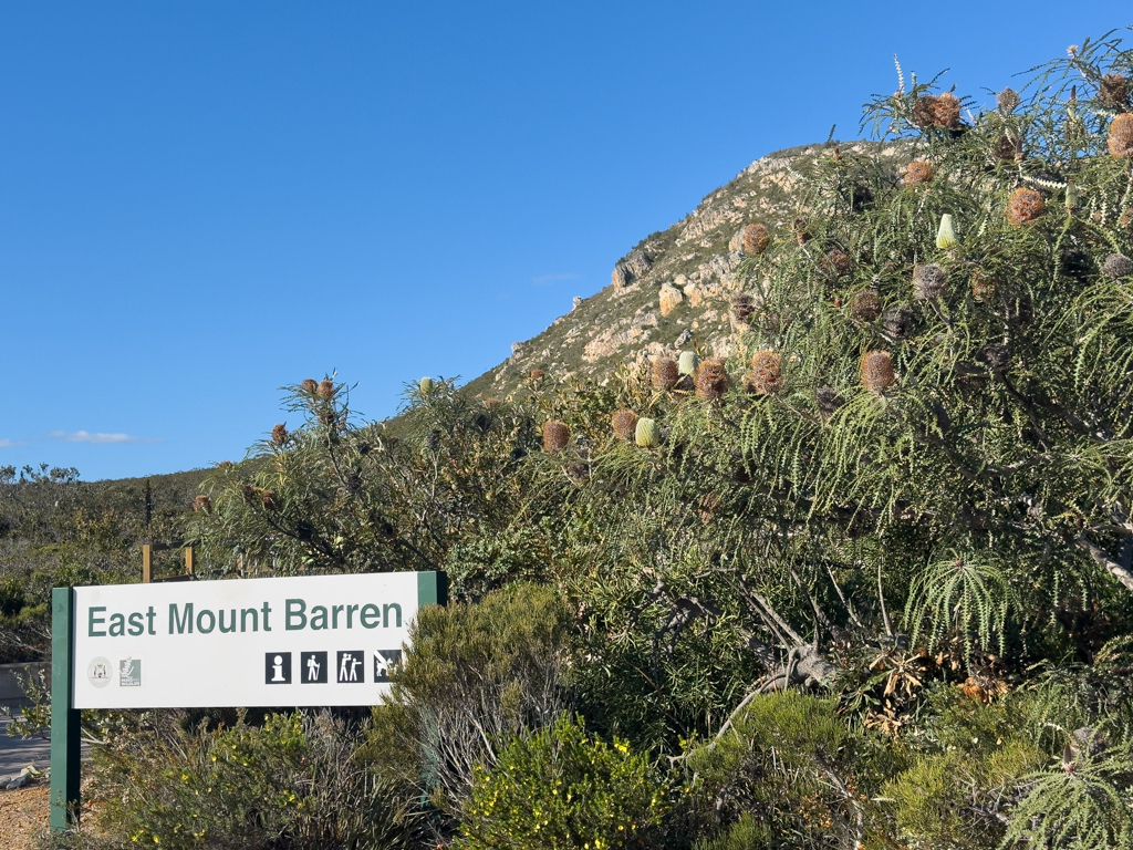 Blühende Pracht Banksias am East Mount Barren