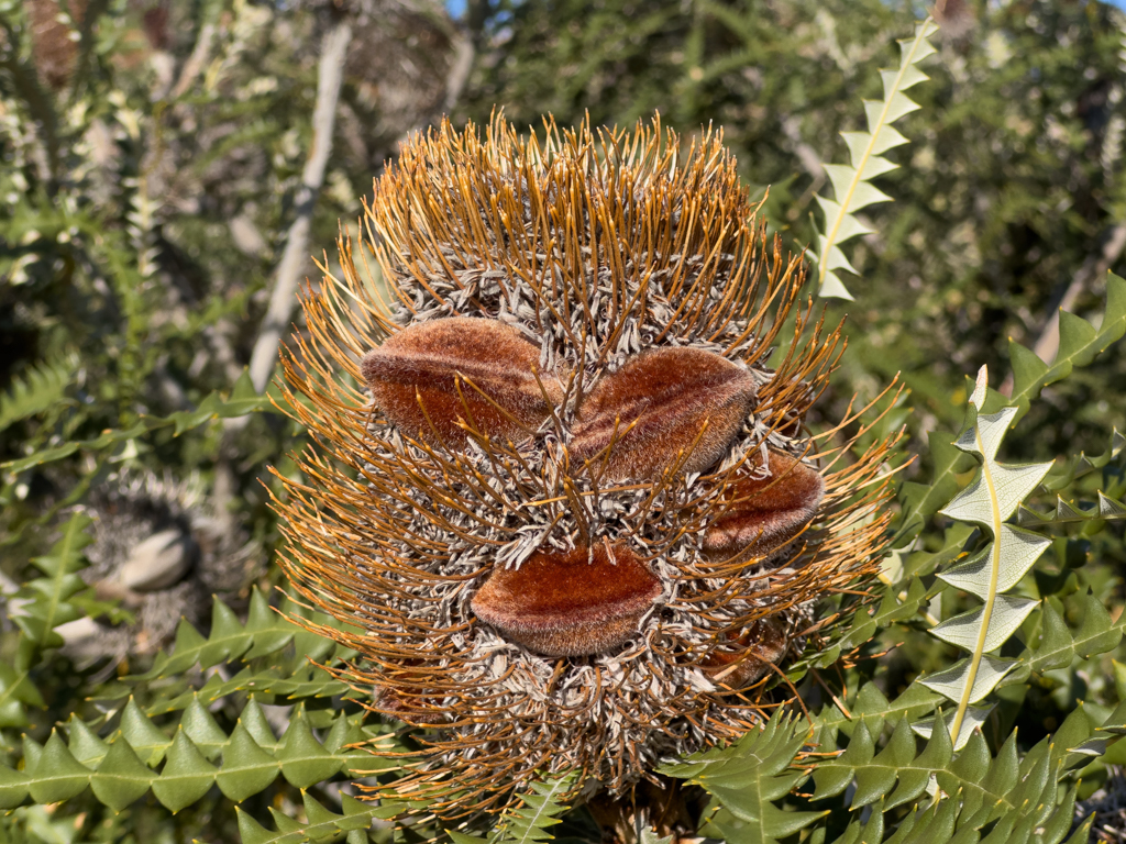 Blüte der Banksia serrata